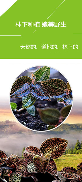 金線蓮林下種植媲美野生